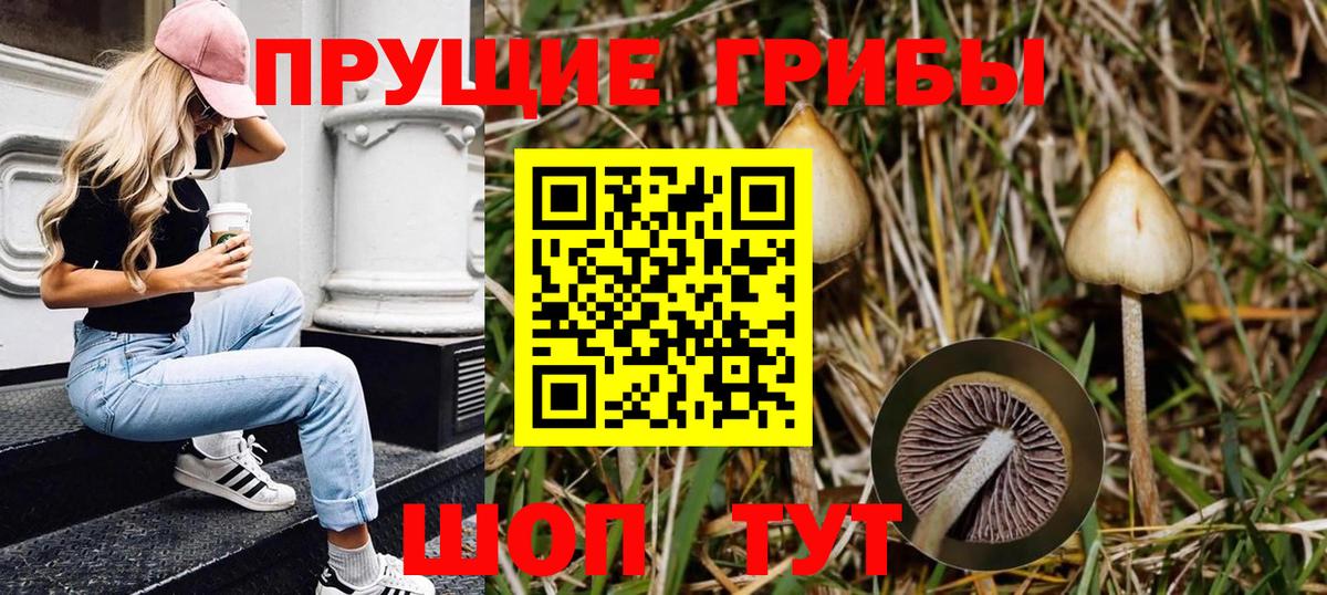 Галлюциногенные грибы Psilocybe Черногорск